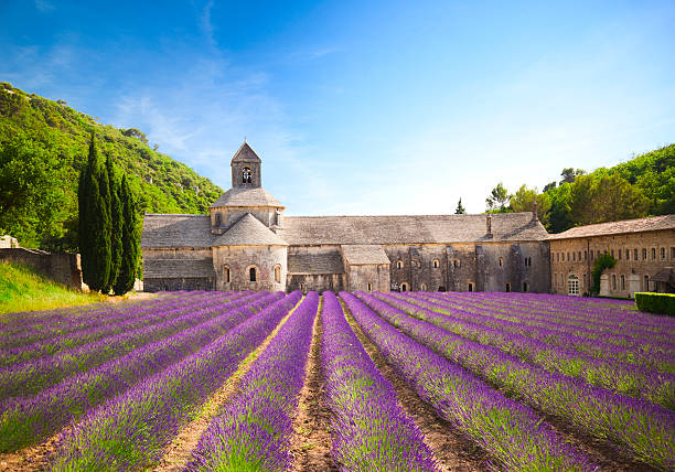 Senanque Abbey with blooming lavender field