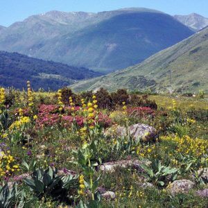 Pyrenees